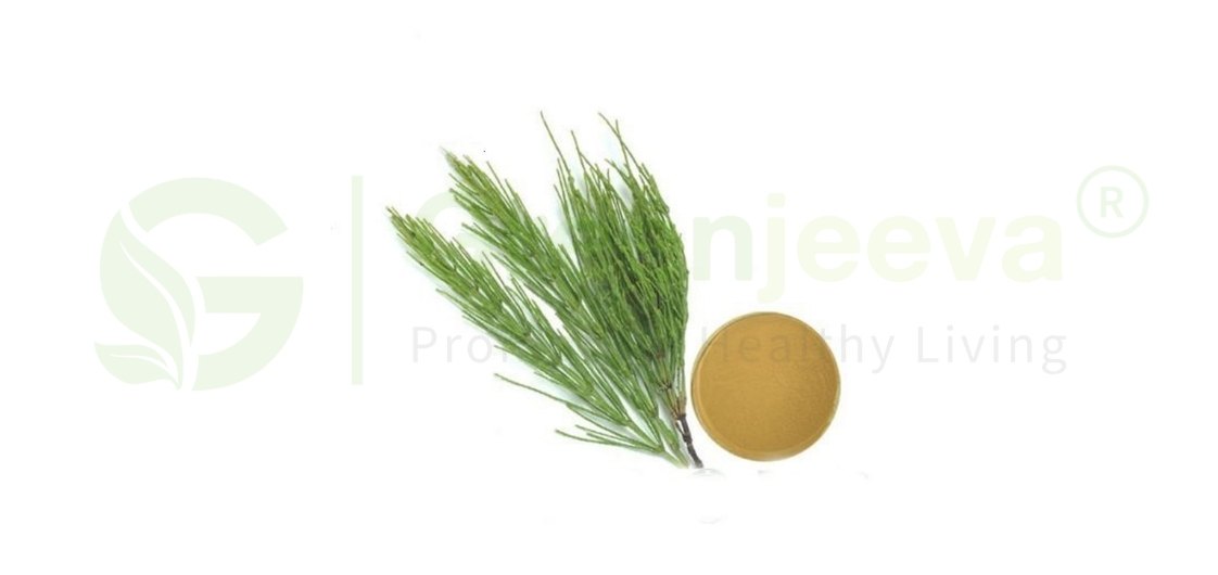 Horsetail Extract Powder